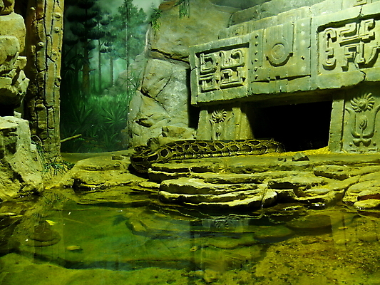 포토 JPG 해외이미지 동물 야생동물 백그라운드 곡선 파충류 자연 사람없음 반려동물 우주 뱀 위험 육식동물 멸종 기어가기 나쁜 버마 이국적 해외포토 선 컨셉 모션 생태계 파일형식 이미지허브