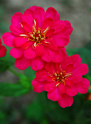 포토 JPG 해외이미지 식물 계절 꽃잎 꽃 분홍색 백그라운드 꽃무늬 자연 사람없음 장식 컬러풀 뷰티 정원 봄 벚꽃 개화 그늘 원예 고립 해외포토 컬러 무늬 취미 생태계 파일형식 이미지허브