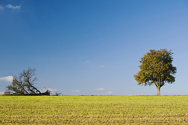 포토 JPG 해외이미지 나무 식물 구름 계절 백그라운드 잎 2 밭 자연 하늘 풍경 초원 사람없음 야외 가로 초록색 여름 파란색 우주 환경 봄 가을 전원 시골 죽음 숲 9월 땅 멀리 넘어짐 땅바닥 수평선 카피스페이스 해외포토 자연요소 컬러 농업 모션 바닥 공백 날짜 전기에너지 생태계 파일형식 이미지허브