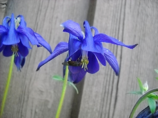 포토 JPG 해외이미지 꽃 사람없음 파란색 벌레 해외포토 식물 컬러 곤충 파일형식 이미지허브