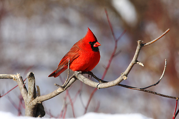 포토 JPG 해외이미지 나무 동물 1 여자 남자 야생동물 겨울 날개 노래 자연 조류 하늘 씨앗 앉기 사람없음 야외 빨간색 검은색 봄 추위 나뭇가지 바늘 선택 깃털 부리 북쪽 동물상 뒤뜰 가문비나무 해외포토 식물 계절 음악 컬러 컨셉 모션 사람 조형물 도구 방향 생태계 파일형식 이미지허브