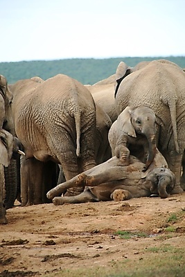 포토 JPG 해외이미지 동물 공원 행복 야생동물 포유류 아프리카 자연 초식동물 동물원 사람없음 물 힘 회색 아기 황무지 보호 위험 큼 사파리 코 상아 멸종 내추럴 남아프리카 동물상 생태학 전국 해외포토 자연요소 공공시설 교육 감정 나라 컬러 컨셉 사람 신체부위 조형물 크기 생태계 파일형식 이미지허브