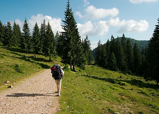 포토 JPG 해외이미지 나무 길 여행 밭 자연 하늘 날씨 산 풍경 사람없음 야외 여름 파란색 환경 맑음 봄 하이킹 전원 시골 신선 소나무 숲 땅 언덕 만족 장면 내추럴 트란실바니아 해외포토 식물 계절 감정 컬러 농업 레저 전기에너지 생태계 루마니아 파일형식 이미지허브