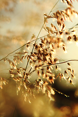 포토 JPG 해외이미지 식물 계절 안경 음식 줄기 밭 농업 자연 옥수수 씨앗 풍경 사람없음 야외 초록색 여름 빛 농작물 컬러풀 햇빛 태양 농장 농경지 노란색 환경 봄 활발 수확 시골 신선 먹이 낟알 시리얼 묘사 귀 장면 스파이크 밭일 숙성 호밀 해외포토 자연요소 잡화 산업 컬러 컨셉 곡류 신체부위 생태계 파일형식 이미지허브