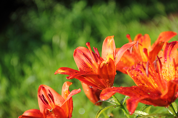 포토 JPG 해외이미지 식물 꽃 분홍색 백그라운드 오렌지 자연 사람없음 야외 여름 뷰티 정원 봄 성장 닫기 소프트포커스 백합 5월 묘사 내추럴 블러 취급주의 해외포토 계절 컬러 과일 모션 촬영기법 경고 날짜 생태계 파일형식 이미지허브