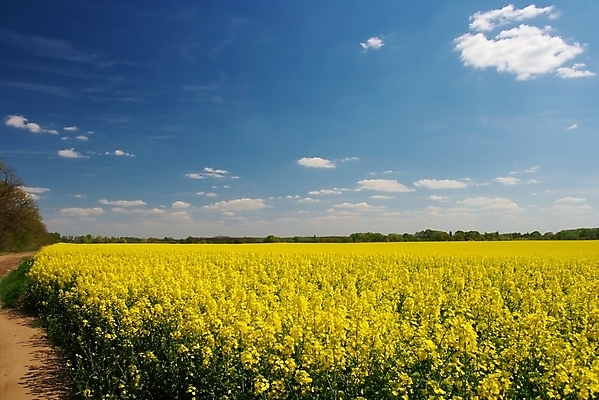 포토 JPG 해외이미지 식물 구름 꽃 밭 농업 자연 하늘 풍경 초원 사람없음 야외 여름 파란색 빛 햇빛 농장 농경지 노란색 환경 맑음 봄 수확 성장 벚꽃 전원 시골 업무 개화 기름 큼 땅 내추럴 평야 수평선 해외포토 자연요소 계절 산업 음식 컬러 날씨 태양 작업 전기에너지 크기 생태계 파일형식 이미지허브
