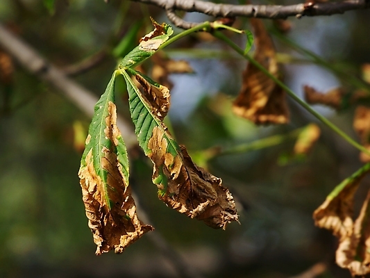 포토 JPG 해외이미지 나무 식물 계절 공원 단풍 잎 오렌지 자연 건조 사람없음 야외 초록색 컬러풀 갈색 노란색 쌓기 환경 가을 나뭇가지 죽음 얼룩 닫기 떨어짐 숲 9월 11월 유기농 흙더미 10월 내추럴 창백 벌거벗은 많음 해외포토 웰빙 공공시설 컬러 컨셉 과일 모션 흙 날짜 생태계 파일형식 더미 이미지허브