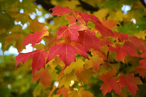 포토 JPG 해외이미지 나무 식물 계절 잎 밭 자연 하늘 풍경 초원 사람없음 빨간색 컬러풀 평화 낭만 가을 나뭇가지 황금 숲 10월 해외포토 컬러 컨셉 농업 날짜 생태계 파일형식 이미지허브