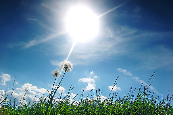 포토 JPG 해외이미지 주간 하늘 사람없음 야외 햇빛 태양 민들레 민들레홀씨 해외포토 자연요소 꽃 파일형식 이미지허브