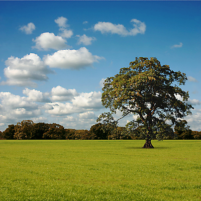 포토 JPG 해외이미지 나무 구름 공원 밭 하늘 풍경 초원 사람없음 시골 고독 싱글 해외포토 자연요소 식물 공공시설 감정 농업 파일형식 이미지허브