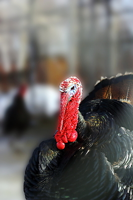 포토 JPG 해외이미지 동물 1 남자 백그라운드 자연 조류 사람없음 야외 빨간색 컬러풀 농장 머리 가축 흰색 소프트포커스 큼 깃털 묘사 부리 칠면조 밭일 해외포토 컬러 농업 촬영기법 사람 신체부위 크기 생태계 파일형식 이미지허브