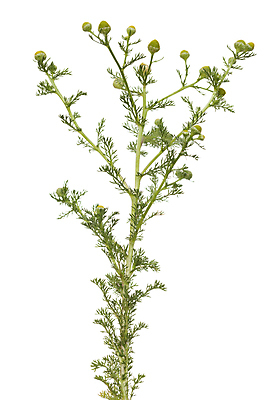 포토 JPG 해외이미지 식물 꽃 줄기 잎 자연 사람없음 초록색 노란색 신선 약초 허브 흰배경 캐모마일 해외포토 컬러 백그라운드 흰색 풀_식물 생태계 파일형식 이미지허브