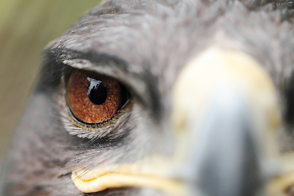포토 JPG 해외이미지 동물 응시 얼굴 야생동물 자연 조류 사람없음 갈색 노란색 머리 어둠 힘 자유 큼 먹이 깃털 시력 부리 독수리 육식동물 사냥꾼 동물상 스텝 포식 해외포토 직업 시선 컬러 컨셉 신체부위 조형물 크기 생태계 파일형식 이미지허브