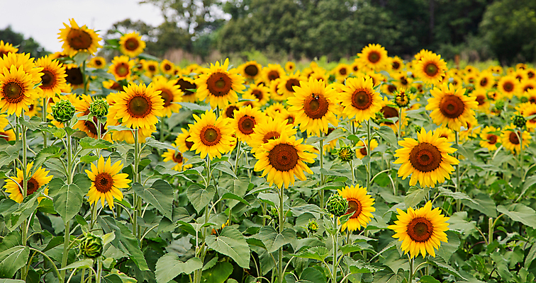 포토 JPG 해외이미지 주간 줄기 잎 꽃밭 해바라기 사람없음 야외 아웃포커스 해외포토 자연요소 식물 꽃 촬영기법 파일형식 이미지허브