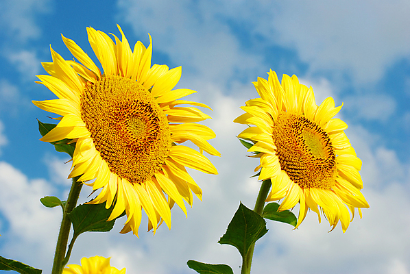 포토 JPG 해외이미지 주간 줄기 잎 하늘 해바라기 사람없음 야외 아웃포커스 해외포토 자연요소 식물 꽃 촬영기법 파일형식 이미지허브
