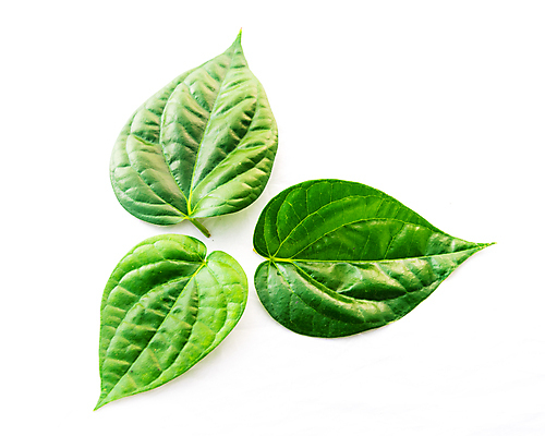 포토 JPG 해외이미지 식물 전통 종교 문화 음식 백그라운드 잎 채소 재료 자연 건강 요리 동양인 사람없음 초록색 약 흰색 하트 신선 달콤 맛 먹기 허브 향신료 유기농 날것 향 상록수 바질 중독 내추럴 고립 해외포토 모양 웰빙 컬러 컨셉 의학 모션 인종 생태계 향미료 파일형식 이미지허브