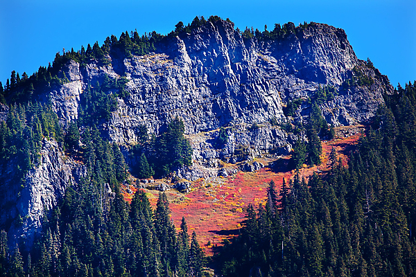 포토 JPG 해외이미지 식물 계절 잎 오렌지 자연 산 사람없음 야외 컬러풀 노란색 황금 내추럴 워싱턴 해외포토 컬러 과일 미국 생태계 파일형식 이미지허브