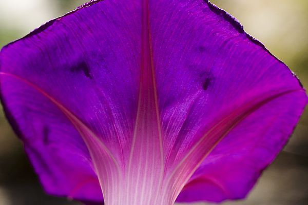 포토 JPG 해외이미지 식물 꽃잎 꽃 분홍색 백그라운드 꽃무늬 자연 아침 사람없음 야외 파란색 빛 컬러풀 햇빛 보라색 봄 벚꽃 개화 제비꽃 묘사 원예 문학 포도나무 내추럴 고립 해외포토 주간 계절 컬러 무늬 취미 태양 과일나무 생태계 파일형식 이미지허브
