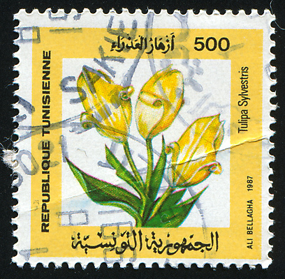 포토 JPG 해외이미지 식물 꽃잎 꽃 줄기 꽃무늬 자연 봉투 사람없음 뷰티 수확 골동품 벚꽃 메시지 역사 물개 편지 꽃집 복고 엽서 우표 내추럴 옛날 튀니지 해외포토 무늬 농업 포유류 아프리카 상점 바다동물 생태계 파일형식 이미지허브