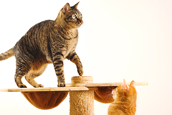 포토 JPG 해외이미지 동물 응시 행복 포즈 장난 포유류 놀이 수염 주택 털 실내 사랑 앉기 사람없음 반려동물 머리 귀여움 고양이 줄무늬 회색 흰색 표현 입 모피 깃털 호기심 코 꼬리 귀 부드러움 얼룩무늬 솜털 리빙 숨김 양발 해외포토 시선 감정 컬러 컨셉 무늬 모션 내부 건물 신체부위 감각 파일형식 이미지허브