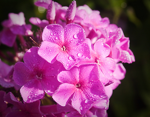 포토 JPG 해외이미지 식물 꽃잎 꽃 분홍색 꽃다발 꽃무늬 자연 이벤트 사람없음 정원 보라색 벚꽃 생일 개화 이슬 다발 해외포토 기념일 컬러 무늬 생태계 파일형식 이미지허브