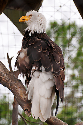 포토 JPG 해외이미지 주간 야생동물 사람없음 야외 독수리 흰머리독수리 해외포토 자연요소 동물 조류 파일형식 이미지허브
