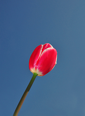 포토 JPG 해외이미지 주간 분홍색 한송이 사람없음 야외 파란색 튤립 해외포토 자연요소 1 꽃 컬러 송이 파일형식 이미지허브