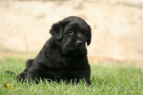 포토 JPG 해외이미지 응시 공원 행복 어린이 공 놀이 사람없음 초록색 빛 반려동물 태양 노란색 귀여움 검은색 기쁨 개 리트리버 달콤 강아지 숲 래브라도리트리버 창백 기르기 유래 해외포토 자연요소 동물 시선 공공시설 감정 컬러 컨셉 포유류 사람 맛 돌봄 파일형식 이미지허브