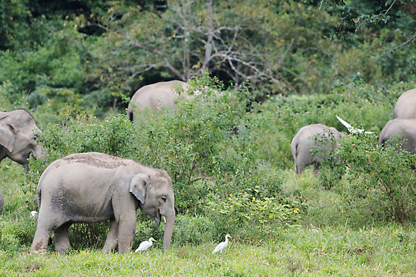 포토 JPG 해외이미지 동물 공원 아시아 야생동물 여행 포유류 가족 태국 자연 코끼리 종류 동양인 사람없음 환경 힘 아기 보호 숲 큼 인도인 코 멸종 내추럴 벌목 인구 전국 지능 해외포토 외국인 공공시설 나라 컨셉 관계 사람 인종 신체부위 크기 생태계 파일형식 이미지허브