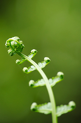 포토 JPG 해외이미지 식물 아시아 백그라운드 잎 패턴 태국 자연 추상 사람없음 초록색 여름 빛 컬러풀 환경 정원 봄 성장 물방울 나뭇가지 질감 내추럴 인공 해외포토 나무 계절 나라 컬러 무늬 생태계 파일형식 이미지허브