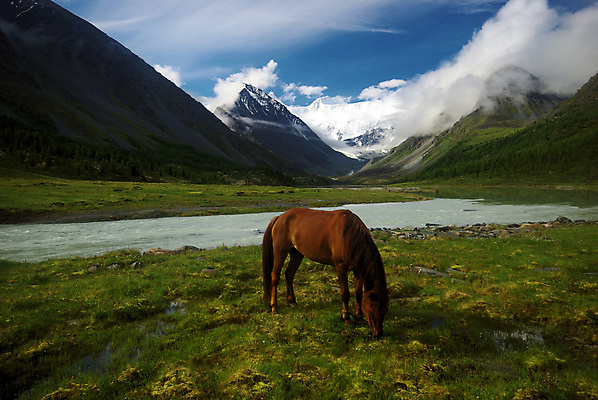 포토 JPG 해외이미지 동물 실루엣 얼굴 백그라운드 신발 밭 농업 자연 산 사람없음 옆모습 초록색 울타리 뷰티 농장 갈색 머리 걷기 방목 묘사 그림 윤곽 마차 망아지 기르기 해외포토 산업 새끼 교통수단 뷰포인트 컬러 모션 촬영기법 신체부위 담장 말_동물 축산업 생태계 돌봄 파일형식 이미지허브