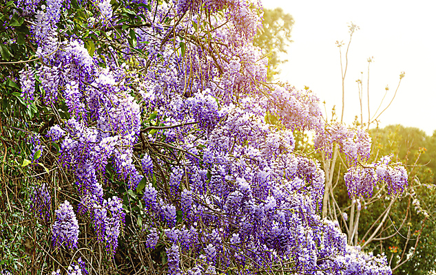 포토 JPG 해외이미지 나무 식물 계절 공원 꽃 백그라운드 잎 꽃무늬 자연 독일 풍경 초원 사람없음 야외 초록색 여름 파란색 컬러풀 정원 일본 보라색 중국 봄 성장 벚꽃 나뭇가지 개화 터널 닫기 제비꽃 원예 포도나무 내추럴 해외포토 공공시설 유럽 아시아 길 컬러 무늬 모션 취미 과일나무 생태계 파일형식 이미지허브