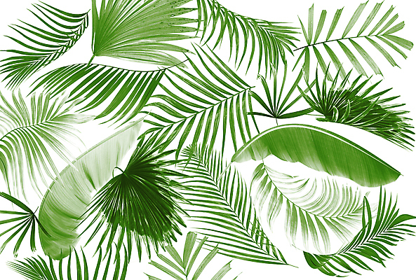 포토 JPG 해외이미지 나무 식물 디자인 선 백그라운드 잎 패턴 곡선 일러스트 부분 자연 추상 숙이기 손바닥 사람없음 초록색 여름 숫자 검은색 스파 성장 흰색 나뭇가지 주름 가장자리 숲 심볼 아치 코코넛 정맥 국경 해외일러스트 문자 손 계절 컬러 포즈 무늬 과일 둘레 생태계 혈관 파일형식 이미지허브