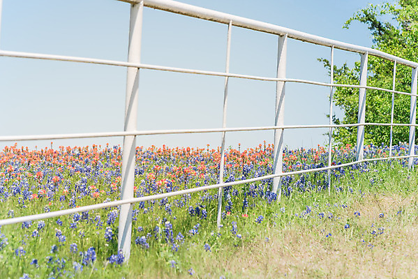포토 JPG 해외이미지 식물 꽃잎 꽃 꽃무늬 밭 오렌지 자연 사람없음 야외 빨간색 초록색 울타리 컬러풀 노란색 평화 정원 보라색 미국 침묵 봄 목장 활발 들꽃 벚꽃 시골 개화 인도인 언덕 페인트붓 철사 철조망 보닛 내추럴 텍사스 해외포토 외국인 계절 컬러 컨셉 북아메리카 무늬 농업 과일 자동차 동양인 담장 소리 붓 생태계 파일형식 이미지허브