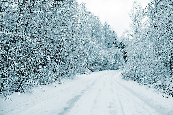 포토 JPG 해외이미지 나무 길 겨울 자연 사람없음 야외 흰색 눈 숲 가로수 해외포토 자연요소 식물 계절 컬러 날씨 생태계 파일형식 이미지허브