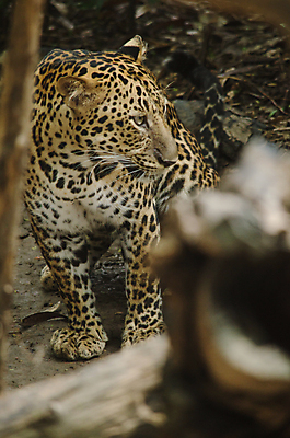 포토 JPG 해외이미지 주간 한마리 응시 야생동물 아프리카 자연 동물원 사람없음 야외 소프트포커스 맹수 표범 케이지 해외포토 반려용품 자연요소 동물 1 시선 나라 포유류 촬영기법 오브젝트 생태계 파일형식 이미지허브