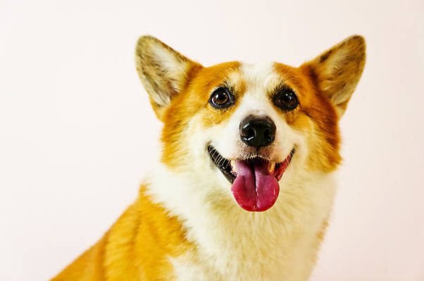 포토 JPG 해외이미지 동물 1 행복 포즈 밭 부분 놀이 휴식 털 사랑 미소 사람없음 반려동물 갈색 우정 흰색 유머 개 작음 모피 경계 송곳니 신앙심 유래 해외포토 감정 컬러 컨셉 농업 포유류 표정 친구 치아 크기 파일형식 이미지허브