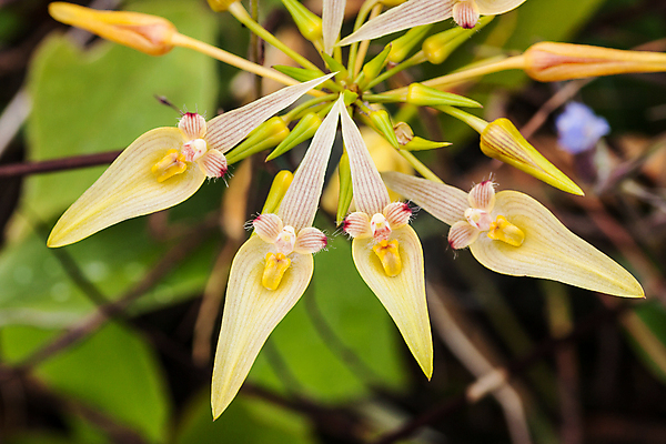 포토 JPG 해외이미지 나무 식물 꽃 아시아 백그라운드 잎 자연 사람없음 야외 빨간색 초록색 여름 컬러풀 노란색 정원 봄 활발 벚꽃 숲 바닷가재 열대우림 묘사 싱글 말레이시아 내추럴 강렬 멀티 아마존 이국적 집게발 해외포토 계절 나라 컬러 컨셉 가재 생태계 파일형식 이미지허브