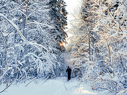 포토 JPG 해외이미지 나무 계절 여행 백그라운드 크리스마스 겨울 자연 하늘 아침 휴가 산 파노라마 핀란드 사람없음 야외 파란색 빛 얼음 놀람 추위 백발 흰색 소나무 저녁 숲 그림 서리 러시아 눈보라 내추럴 뿌연 시베리아 폭설 눈내림 환상 해외포토 주간 자연요소 식물 헤어스타일 기념일 감정 유럽 컬러 컨셉 눈_날씨 촬영기법 표정 북유럽 야간 자연재해 생태계 파일형식 이미지허브
