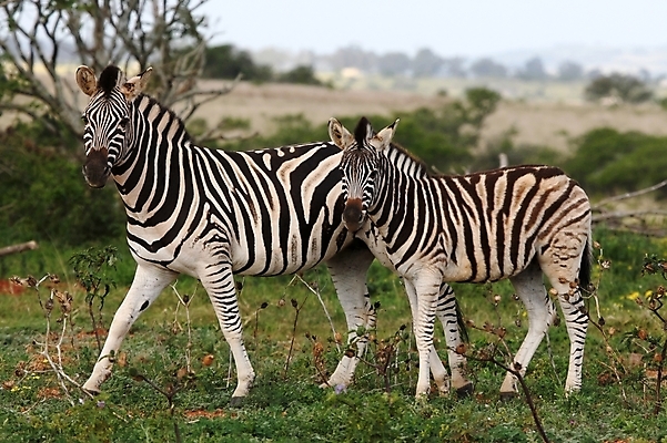 포토 JPG 해외이미지 동물 커플 야생동물 백그라운드 2 패턴 포유류 관계 아프리카 자연 초식동물 생물 산 서기 사람없음 야외 환경 검은색 줄무늬 회색 흰색 쌍 황무지 사파리 꼬리 얼룩말 갈기 내추럴 동물상 초식 평야 해외포토 나라 컬러 무늬 모션 조형물 말_동물 생태계 파일형식 이미지허브