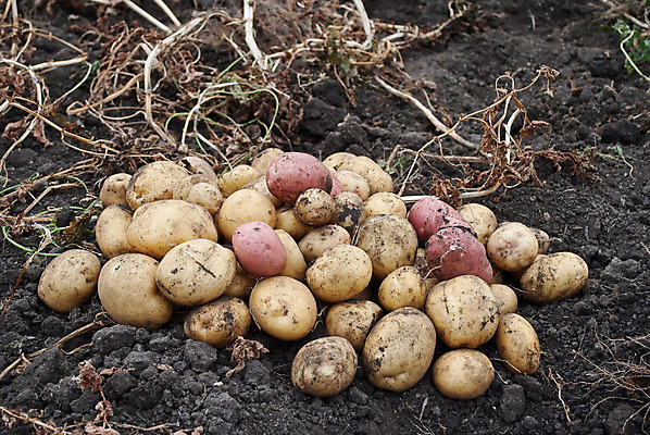 포토 JPG 해외이미지 주간 감자 사람없음 야외 농작물 여러개 흙 수확 해외포토 자연요소 다수 농업 채소 파일형식 이미지허브