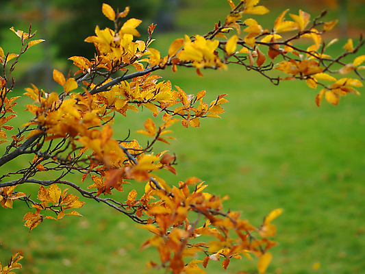 포토 JPG 해외이미지 나무 디자인 계절 공원 백그라운드 단풍 잎 패턴 오렌지 자연 하늘 추상 그림자 풍경 사람없음 야외 장식 빨간색 초록색 컬러풀 햇빛 뷰티 노란색 젖음 달력 가을 나뭇가지 변화 황금 닫기 숲 질감 장면 내추럴 엘리먼트 해외포토 식물 공공시설 컬러 컨셉 무늬 과일 모션 태양 생태계 파일형식 이미지허브