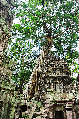 포토 JPG 해외이미지 나무 아시아 종교 문화 여행 불교 건축양식 자연 벽돌 풍경 사람없음 건물 가로 바위 사찰 저녁 비밀 폐허 대문 뿌리 캄보디아 공상 천연기념물 싱가폴 방법 숨기 옛날 파멸 해외포토 식물 건축물 건축 나라 컨셉 종교건축 모션 문 돌_바위 야간 생태계 파일형식 소멸 이미지허브