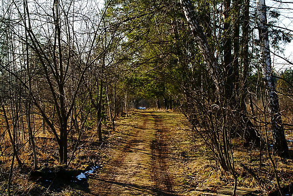 포토 JPG 해외이미지 나무 식물 계절 도로 길 여행 백그라운드 잎 밭 자연 하늘 사람없음 야외 목재 초록색 파란색 뷰티 농장 평화 환경 맑음 봄 시골 가장자리 숲 오솔길 땅 바퀴자국 러시아 먼지 장면 자작나무 내추럴 땅바닥 방법 선로 해외포토 유럽 컬러 컨셉 농업 재료 교통시설 자국 날씨 바닥 둘레 생태계 파일형식 이미지허브