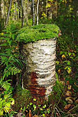 포토 JPG 해외이미지 나무 식물 디자인 야생동물 줄기 백그라운드 잎 자연 표면 추상 이끼 사람없음 야외 목재 초록색 여름 햇빛 갈색 환경 검은색 나뭇가지 닫기 숲 낟알 자르기 묘사 유기농 질감 나무껍질 자작나무 내추럴 기생충 곰팡이 썩음 해외포토 동물 웰빙 계절 컬러 무늬 재료 모션 태양 껍질 바이러스 생태계 파일형식 이미지허브