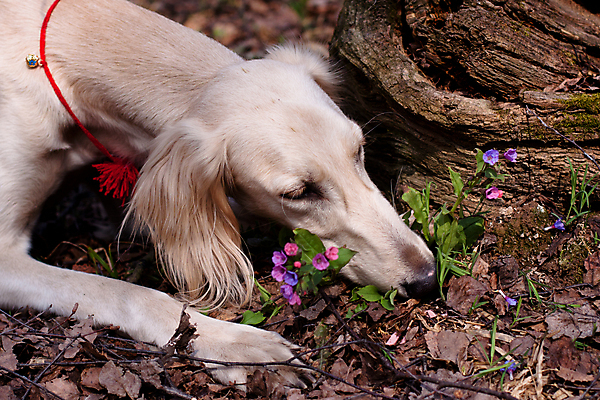 포토 JPG 해외이미지 나무 동물 1 응시 꽃 지구 자연 사람없음 가로 반려동물 갈색 검은색 봄 흰색 개 숲 냄새 통나무 사냥개 육식동물 거짓말 기르기 해외포토 식물 시선 계절 컬러 포유류 생태계 돌봄 파일형식 이미지허브