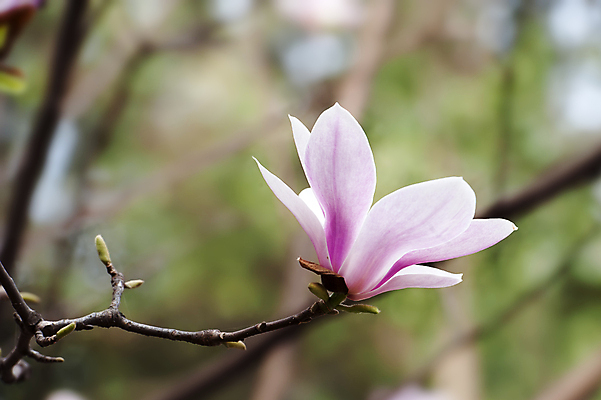 포토 JPG 해외이미지 주간 근접촬영 사람없음 야외 아웃포커스 봄 목련 해외포토 자연요소 계절 꽃 뷰포인트 촬영기법 파일형식 이미지허브