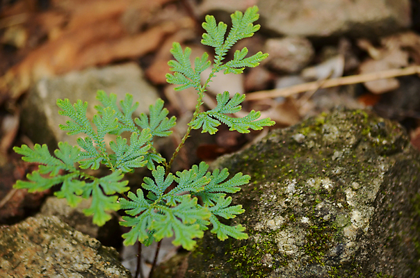포토 JPG 해외이미지 식물 템플릿 디자인 백그라운드 잎 패턴 자연 추상 프레임 사람없음 초록색 빛 환경 봄 성장 신선 작음 유기농 질감 내추럴 해외포토 웰빙 계절 컬러 무늬 크기 생태계 파일형식 이미지허브