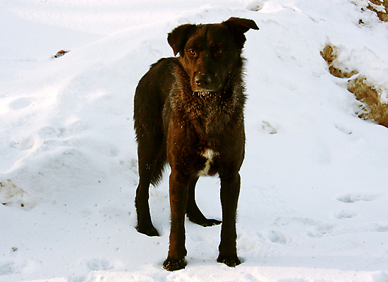포토 JPG 해외이미지 동물 응시 얼굴 바다 장난 자연 놀이 건강 미소 사람없음 야외 반려동물 달리기 노란색 머리 점프 검은색 수영 봄 기쁨 젖음 코트 가을 양치기 개 강아지 닥스훈트 혀 코 귀 갸우뚱 송곳니 기르기 해외포토 직업 시선 계절 감정 컬러 포유류 모션 표정 신체부위 외투 수상스포츠 입 치아 생태계 돌봄 파일형식 이미지허브