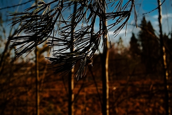 포토 JPG 해외이미지 나무 식물 계절 공원 꽃 백그라운드 잎 꽃무늬 밭 자연 부활절 새로움 사람없음 야외 장식 초록색 파란색 태양 뷰티 노란색 정원 고양이 봄 벚꽃 흰색 나뭇가지 신선 개화 숲 4월 버드나무 속도 러시아 꽃가루 부드러움 솜털 내추럴 해외포토 자연요소 공공시설 기념일 유럽 컬러 컨셉 무늬 농업 포유류 반려동물 감각 날짜 가루 생태계 파일형식 이미지허브